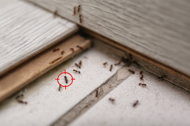 Best Residential Pest Control  in Strawberry Point, IA