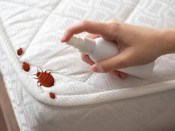 Best Flea Control Services  in Strawberry Point, IA
