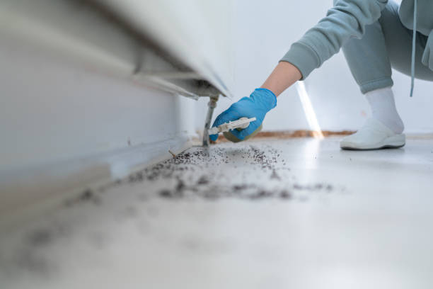 Best Wasp Removal Services  in Strawberry Point, IA